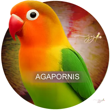 Agapornis