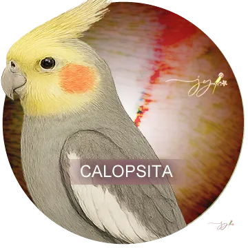 Calopsita