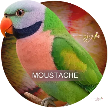 Moustache do Criatório Jo Yama