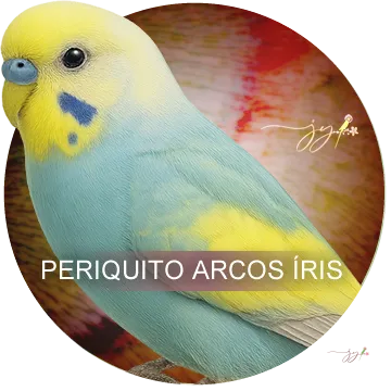 Periquito Arco Iris