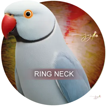 Ring Neck do Criatório Jo Yama