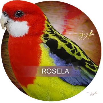 Rosela do Criatório Jo Yama