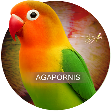 Agapornis