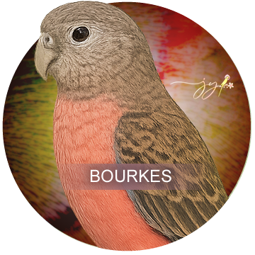 Bourkes