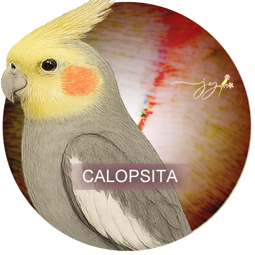 Calopsita