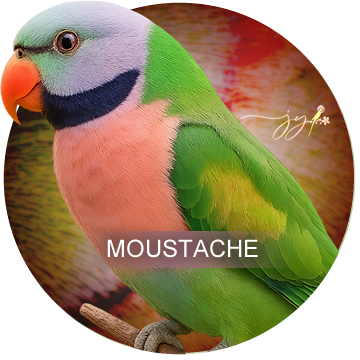 Moustache