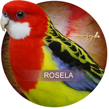Rosela
